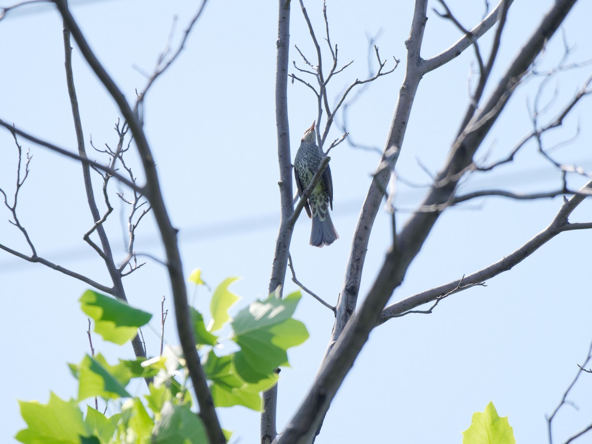 Brown-eared Bulbul - ML618788425