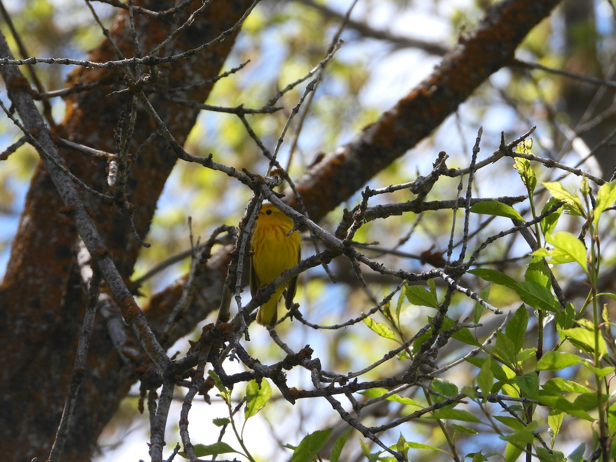 Yellow Warbler - ML618788429