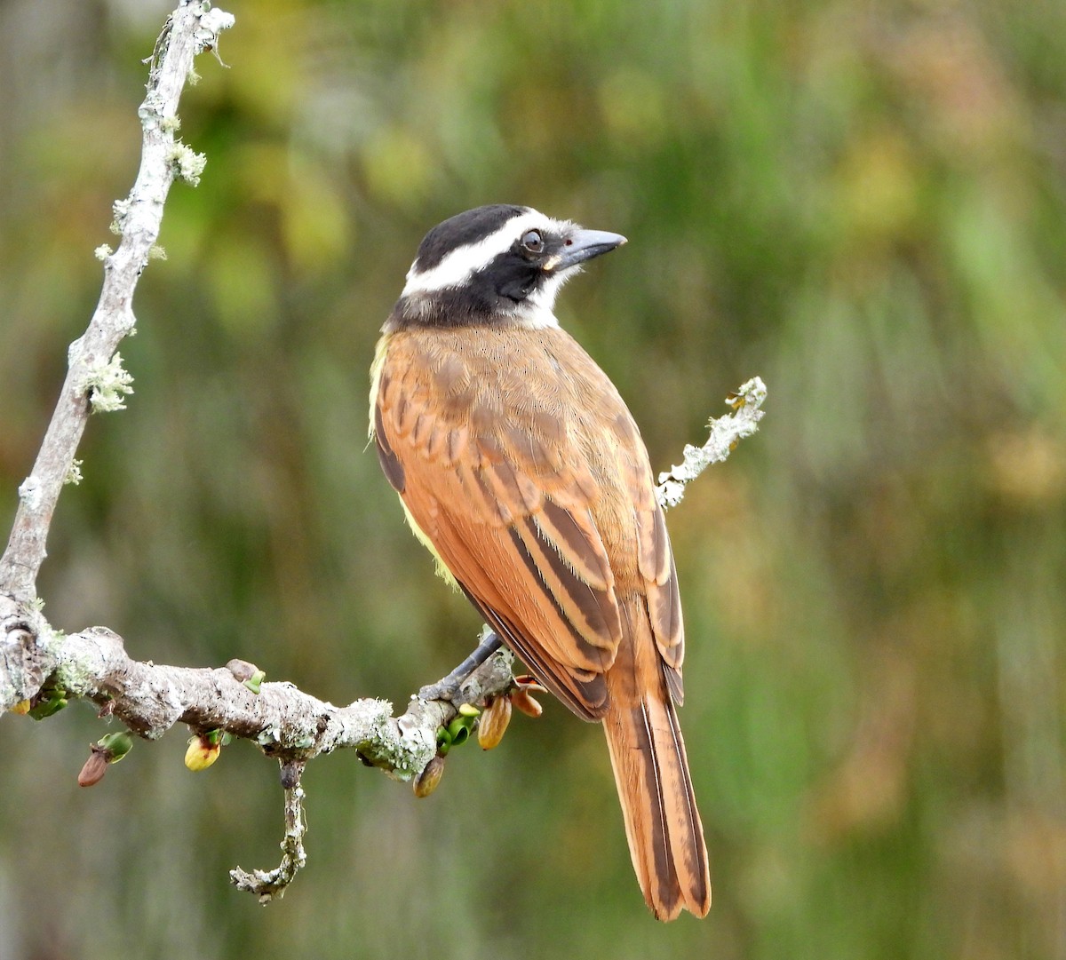 Great Kiskadee - Manuel Pérez R.