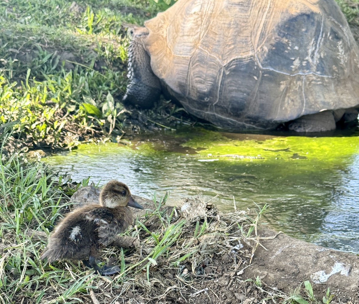 Canard des Bahamas - ML618788449