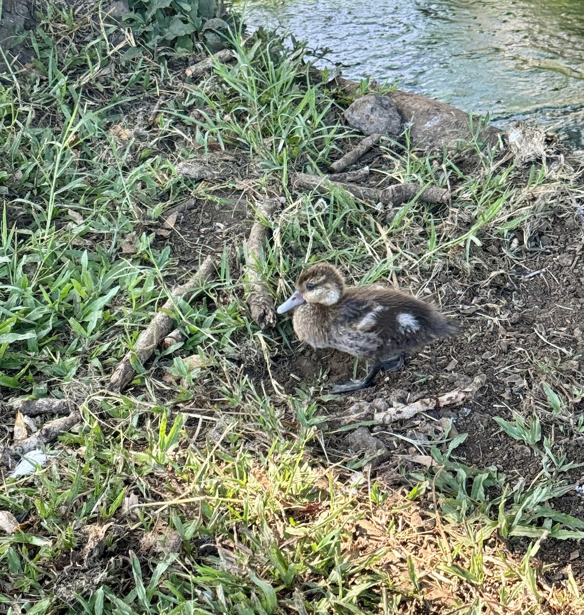 White-cheeked Pintail - Deb Ellinger