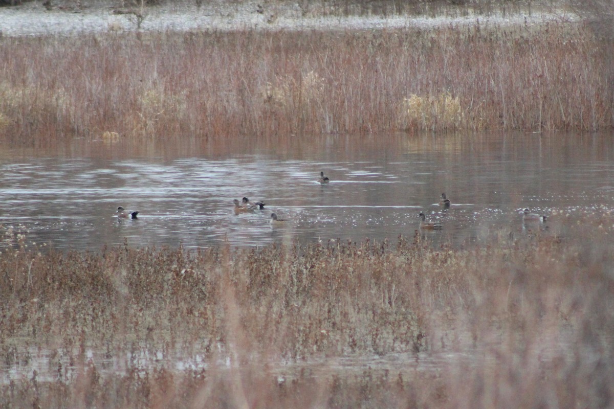 American Wigeon - ML618788452