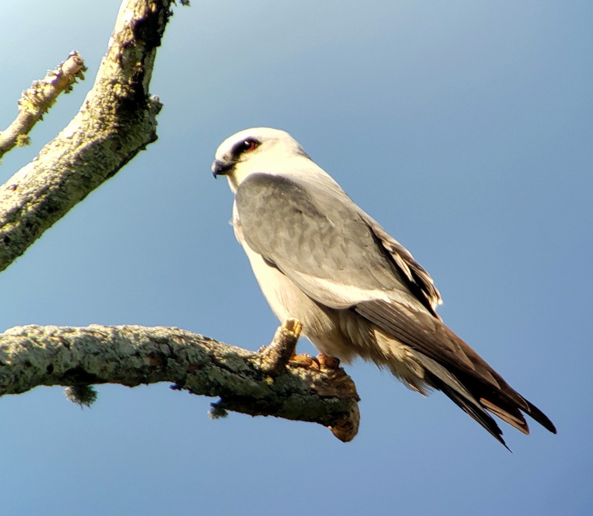 Mississippi Kite - G. Dwight Mueller