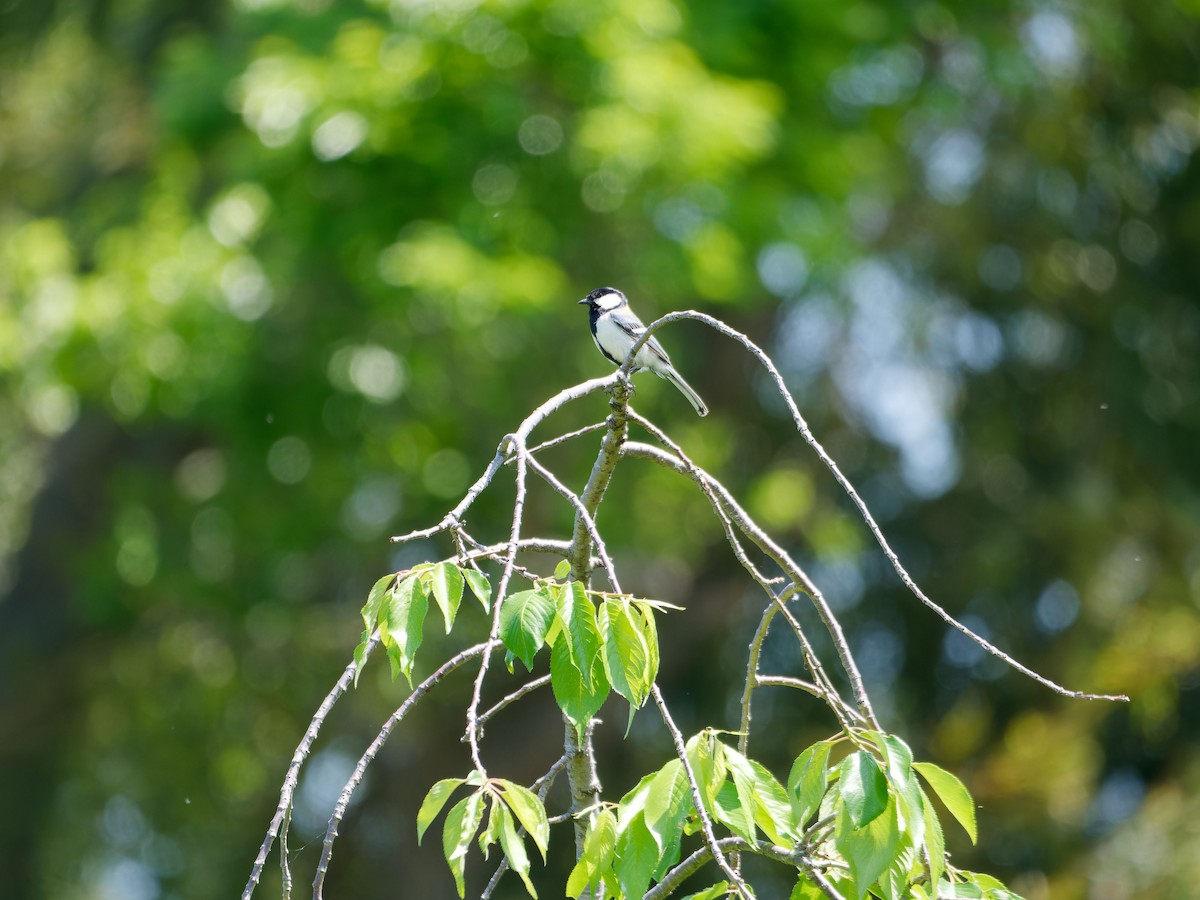 Asian Tit (Japanese) - ML618788461