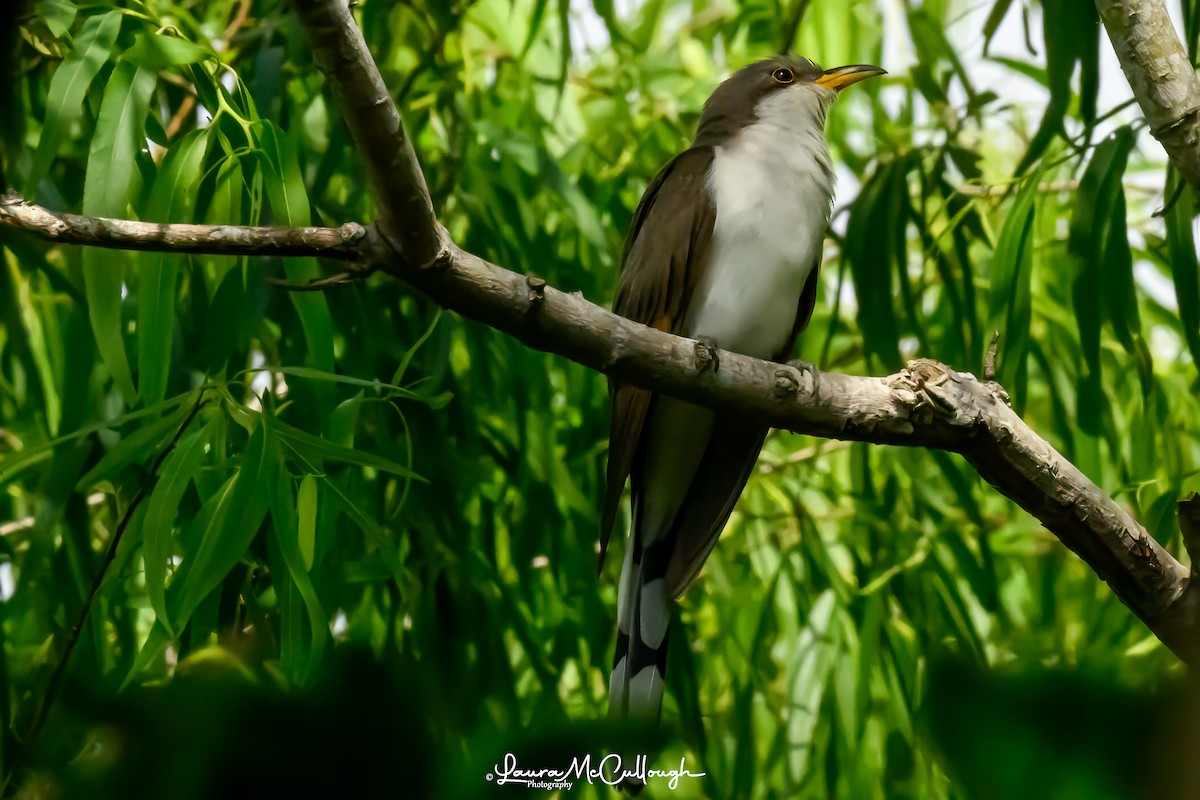 Yellow-billed Cuckoo - Laura McCullough