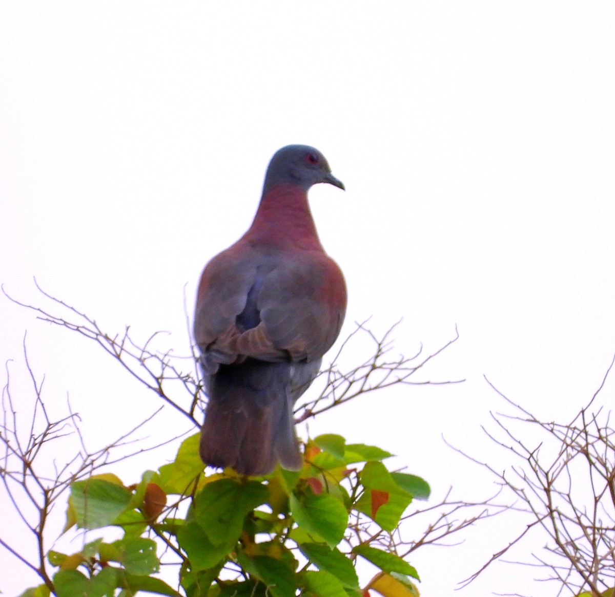 Pale-vented Pigeon - Manuel Pérez R.