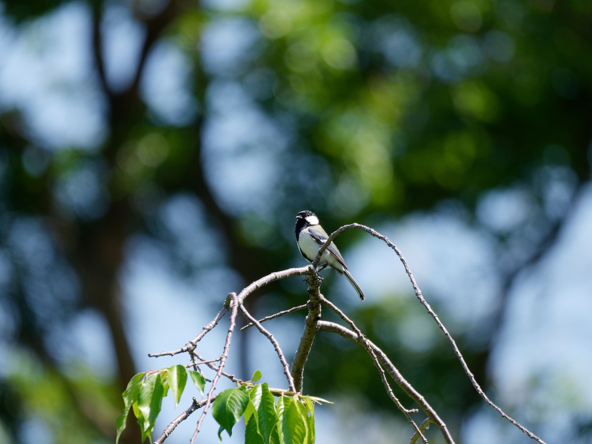 Asian Tit (Japanese) - ML618788475