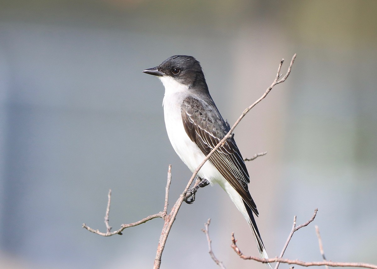 Eastern Kingbird - Stephen Taylor