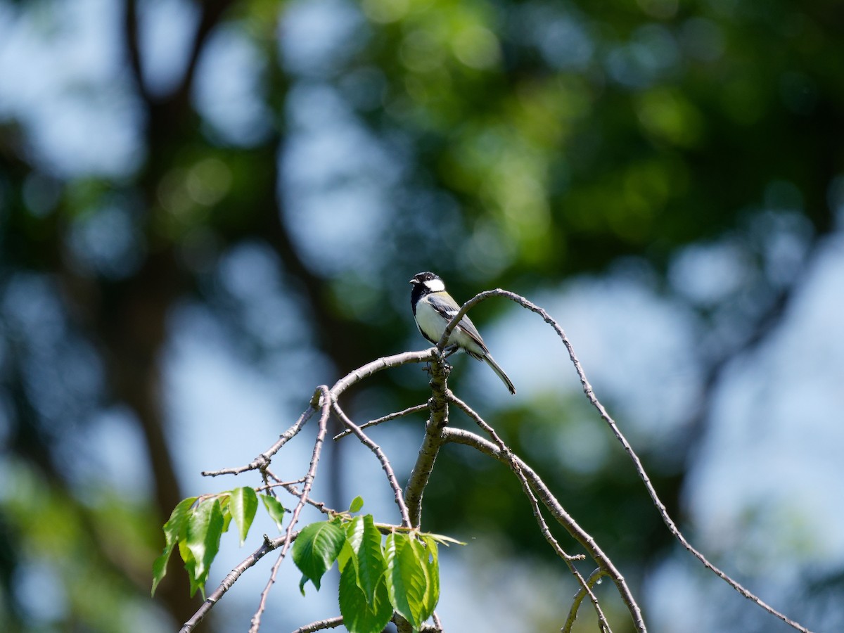 Asian Tit (Japanese) - ML618788490