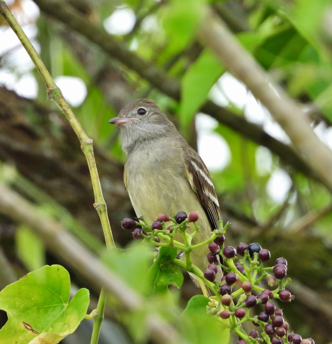 Yellow-bellied Elaenia - Manuel Pérez R.