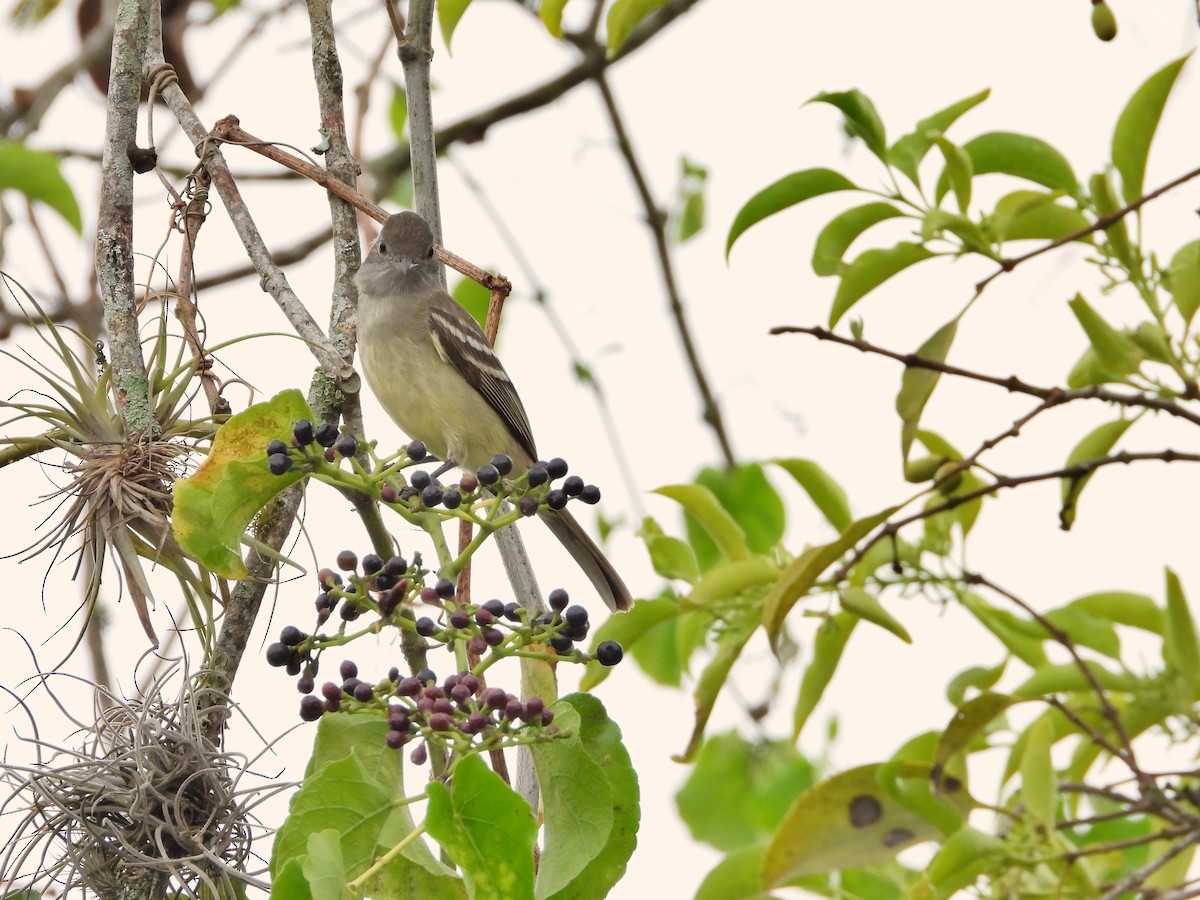 Yellow-bellied Elaenia - Manuel Pérez R.