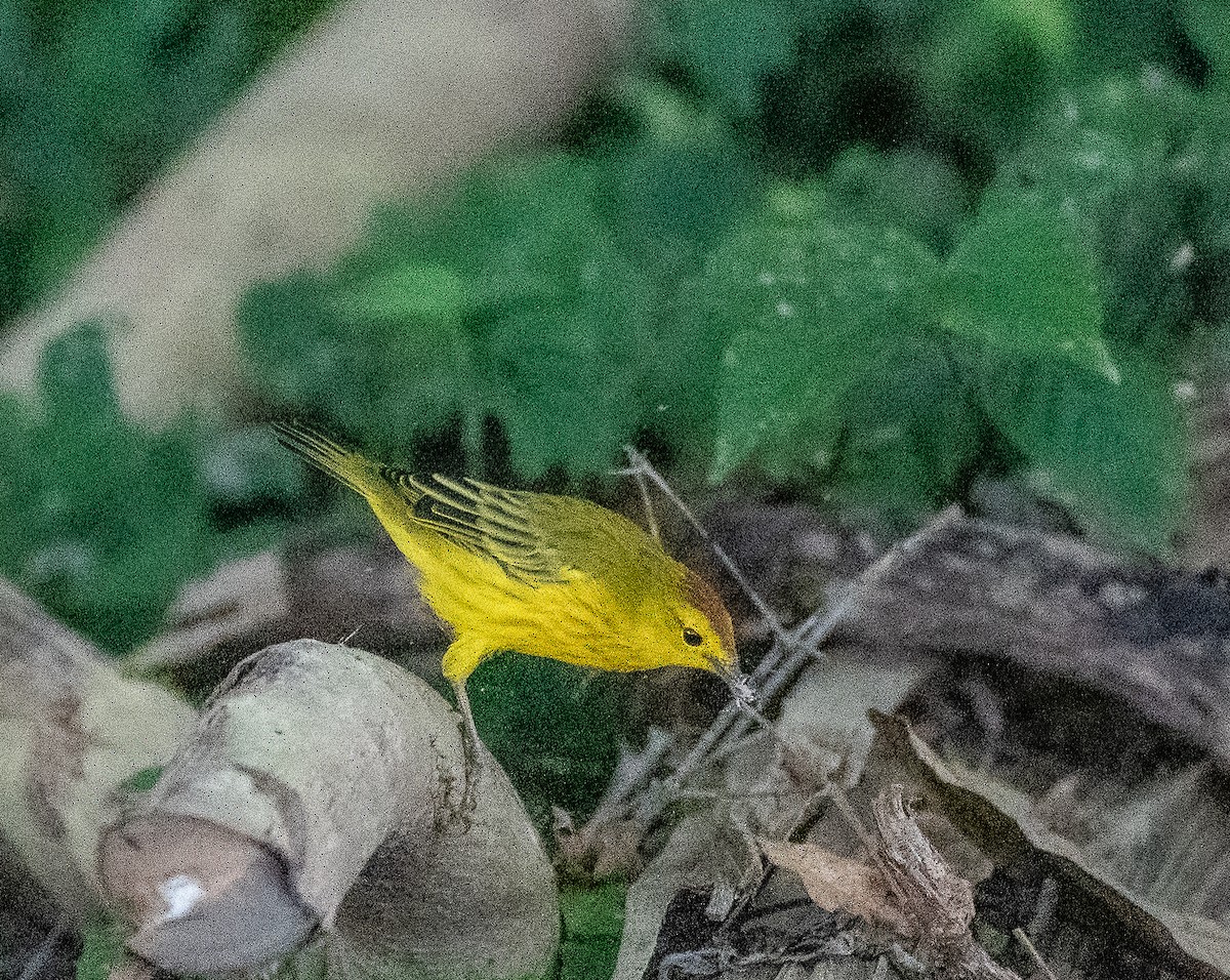 Yellow Warbler - Deb Ellinger