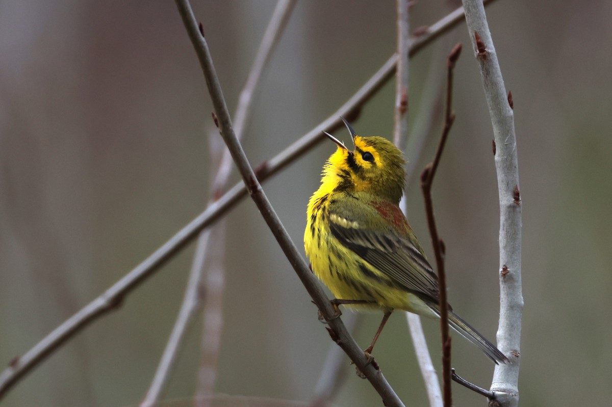 Prairie Warbler - Ryan  Hillsley