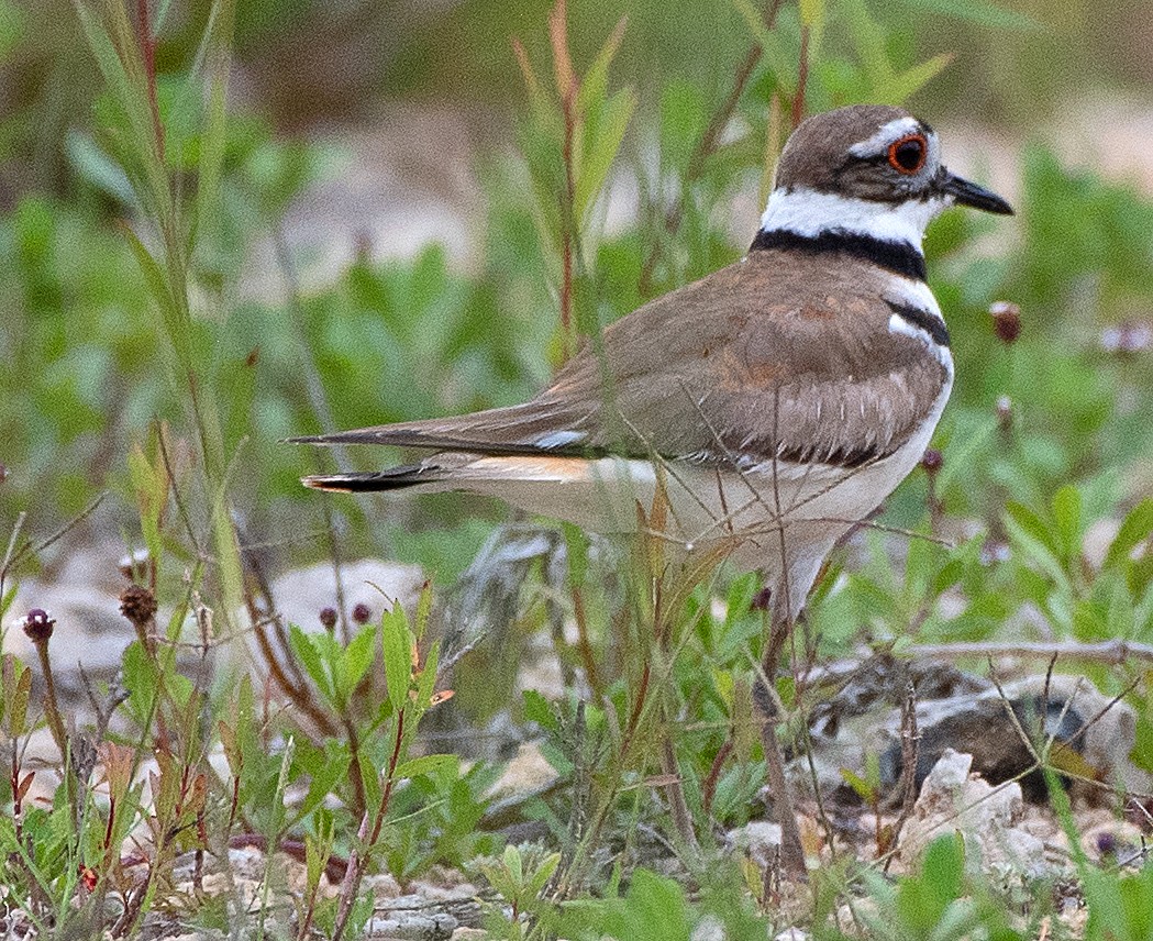 Killdeer - Kenneth Butler