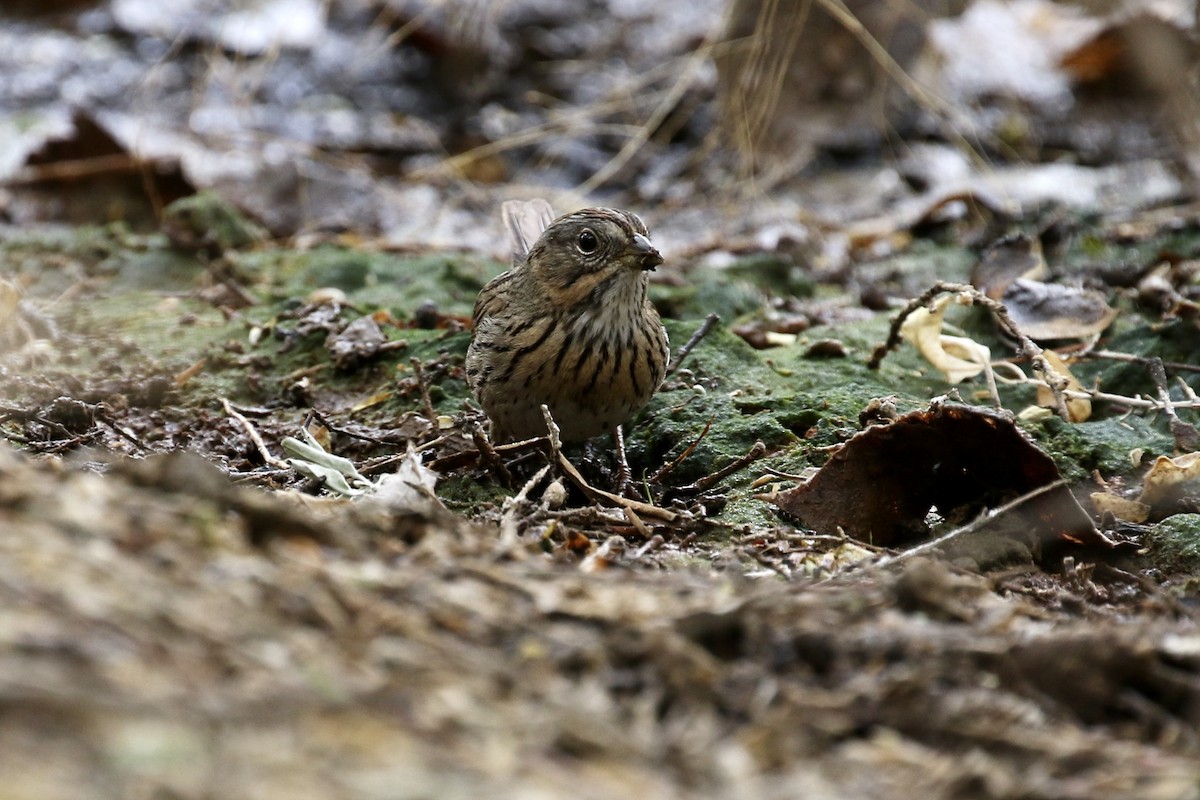 Lincoln's Sparrow - Sabrina Hepburn