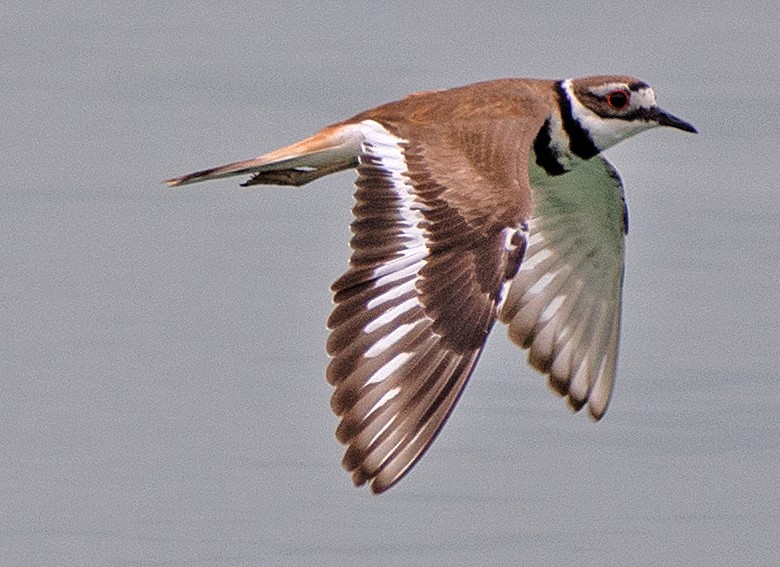 Killdeer - Kenneth Butler