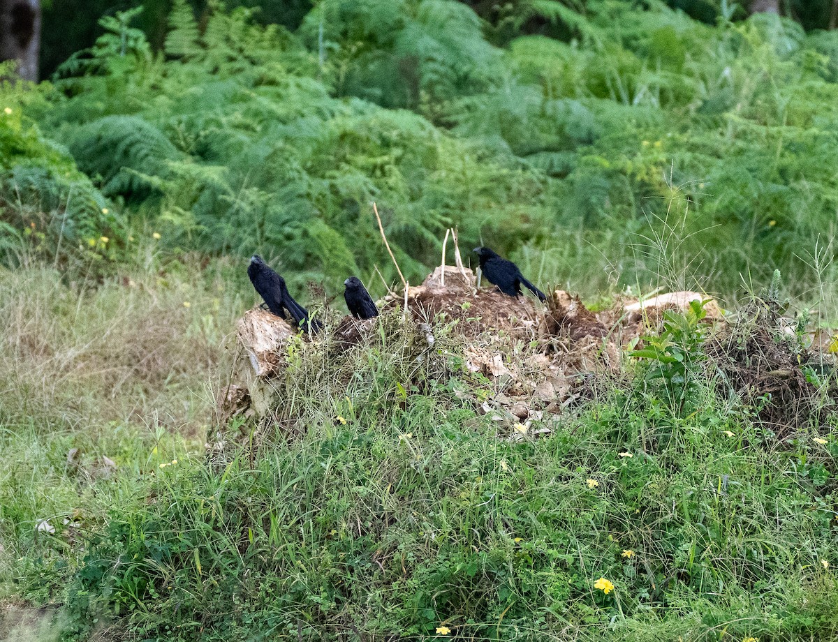 Smooth-billed Ani - ML618788571