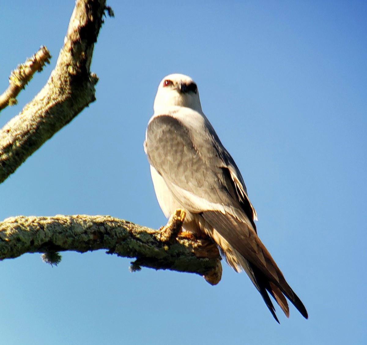 Mississippi Kite - G. Dwight Mueller