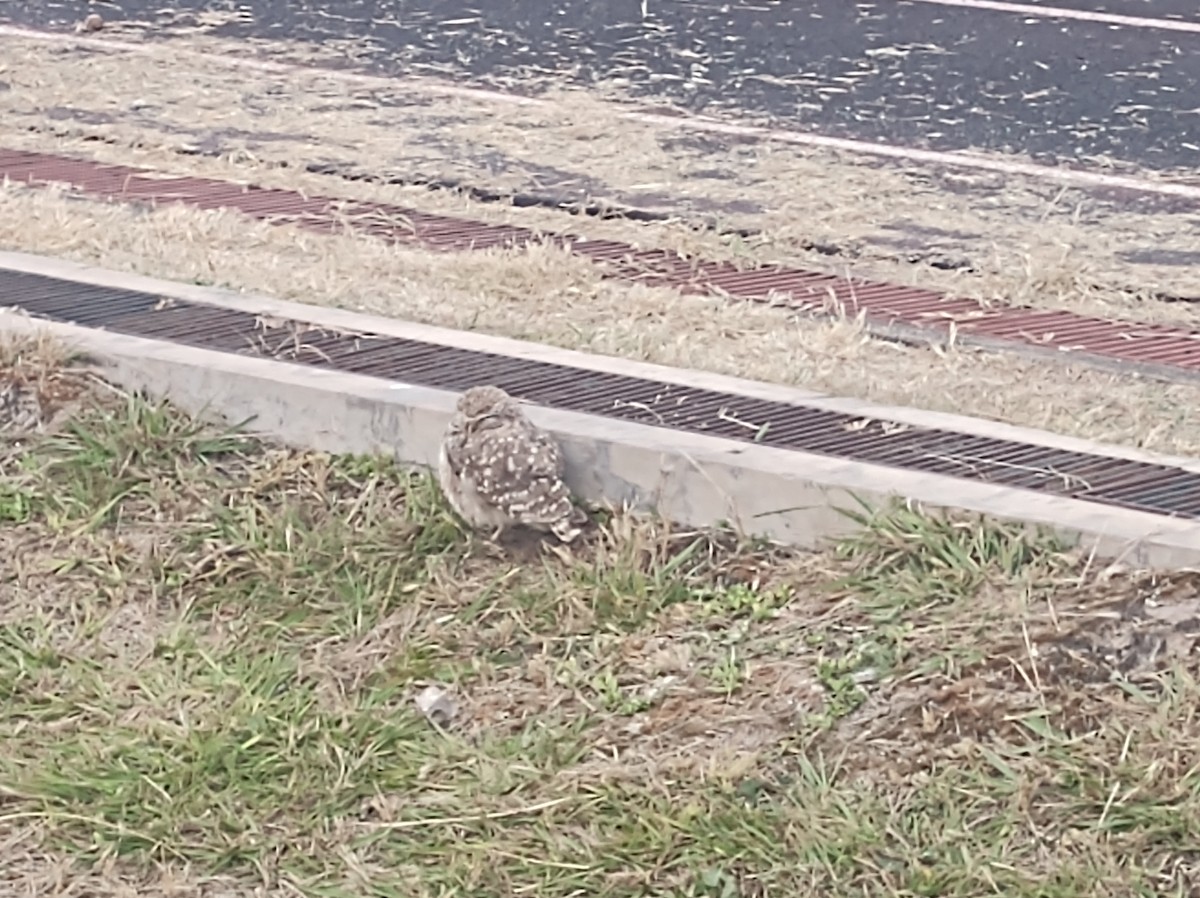 sýček králičí - ML618788614