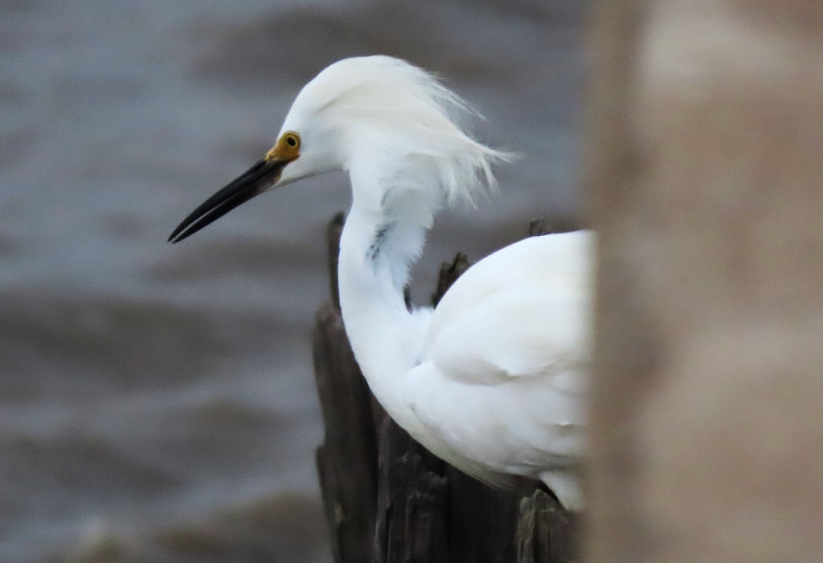 Snowy Egret - Rick Jacobsen