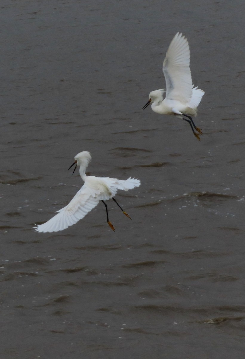 Snowy Egret - Rick Jacobsen