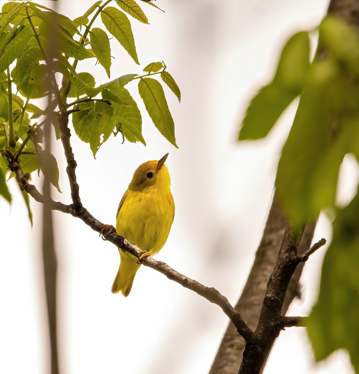 Yellow Warbler - Jera Piper