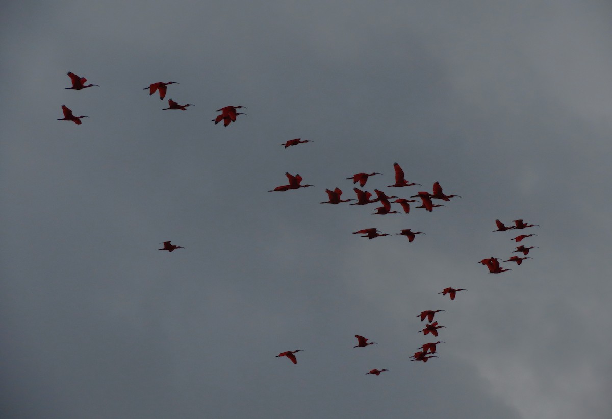 Scarlet Ibis - Rick Jacobsen