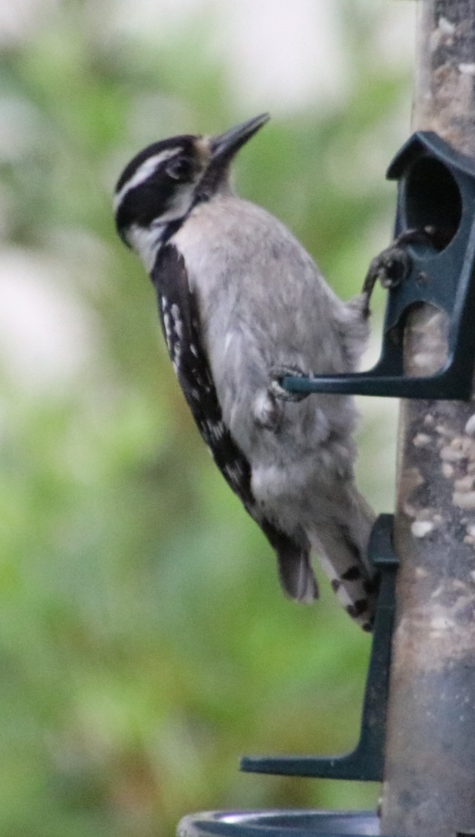 Downy Woodpecker - Betty Thomas