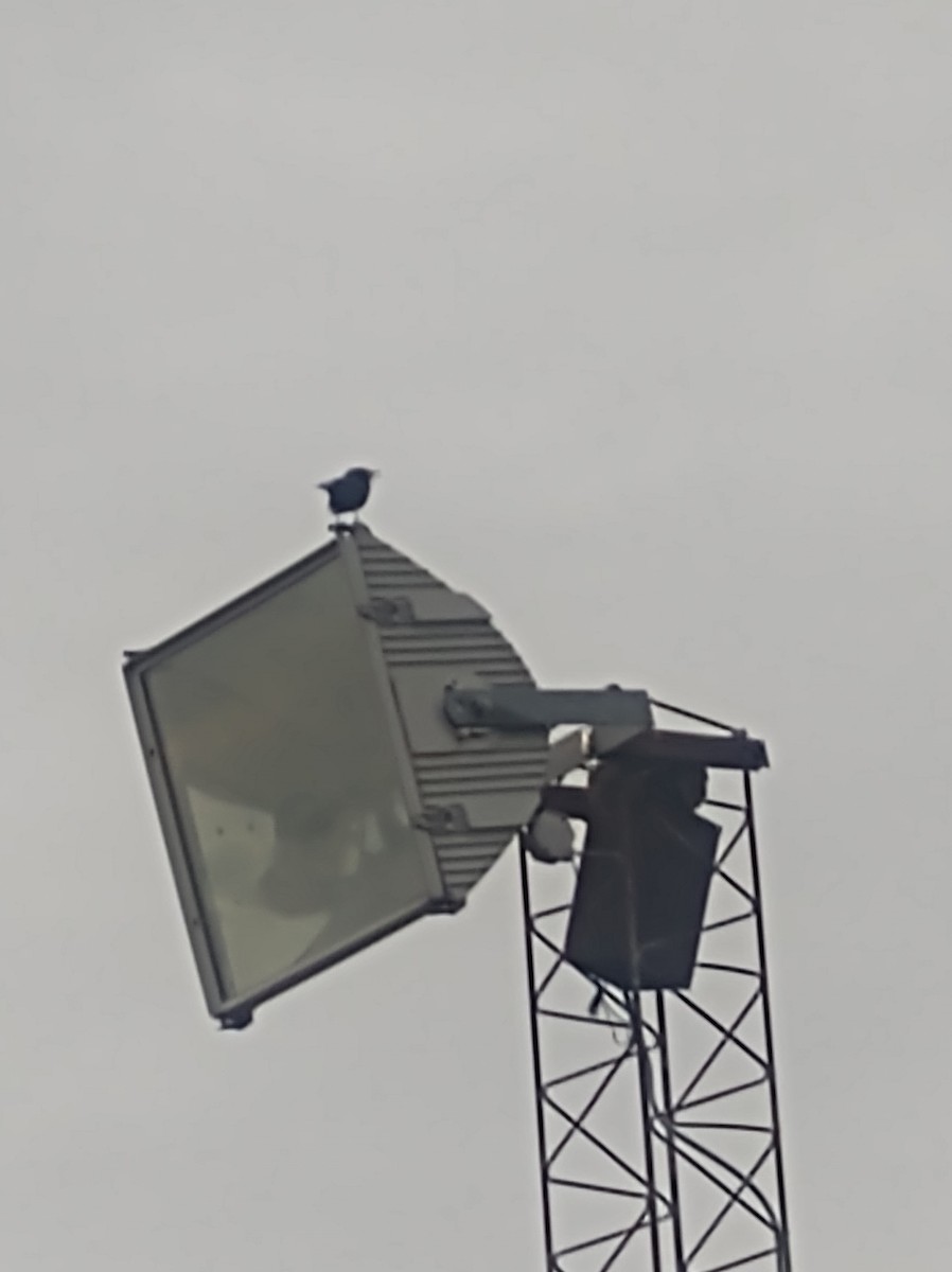 Chopi Blackbird - ML618788660