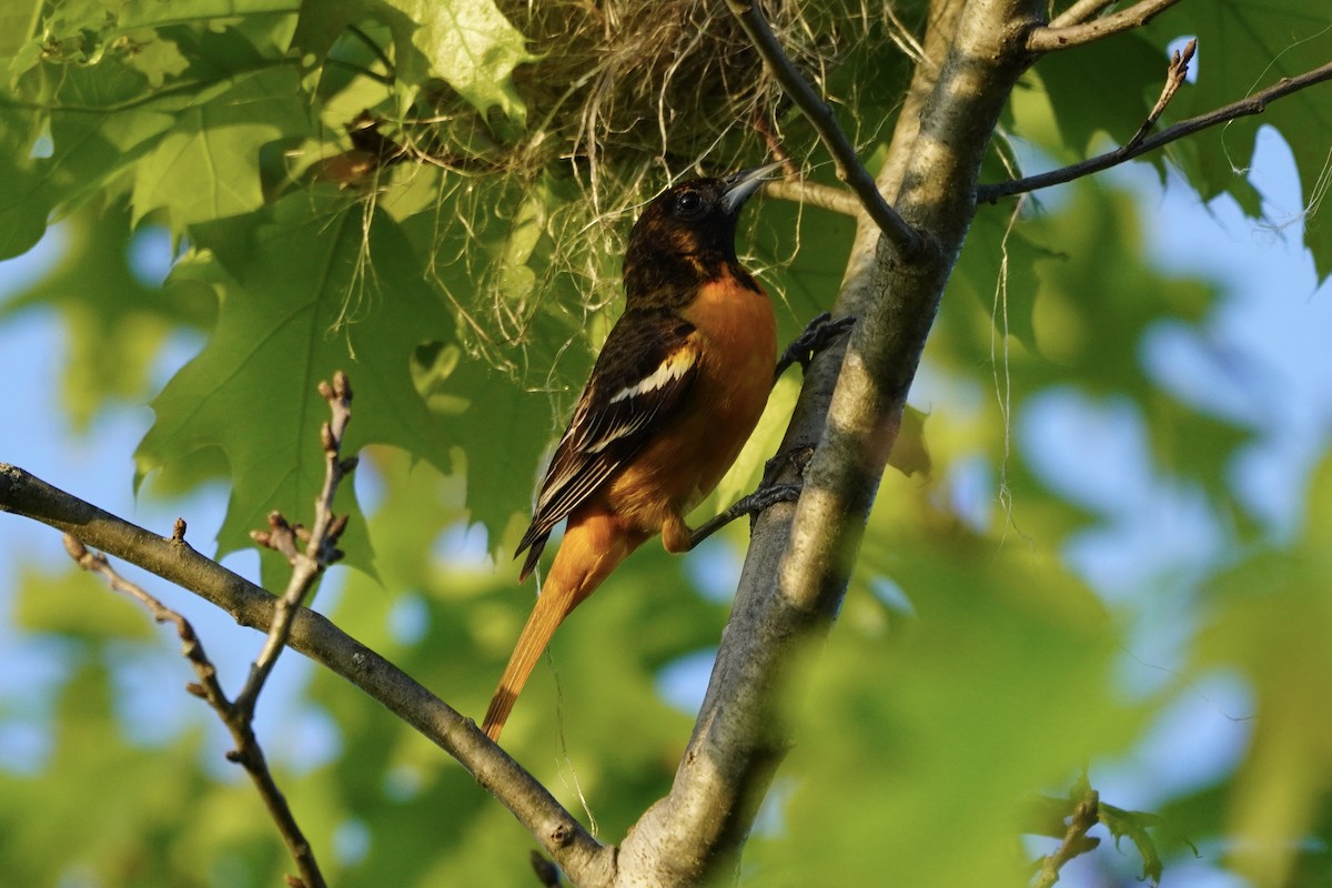 Baltimore Oriole - ML618788661