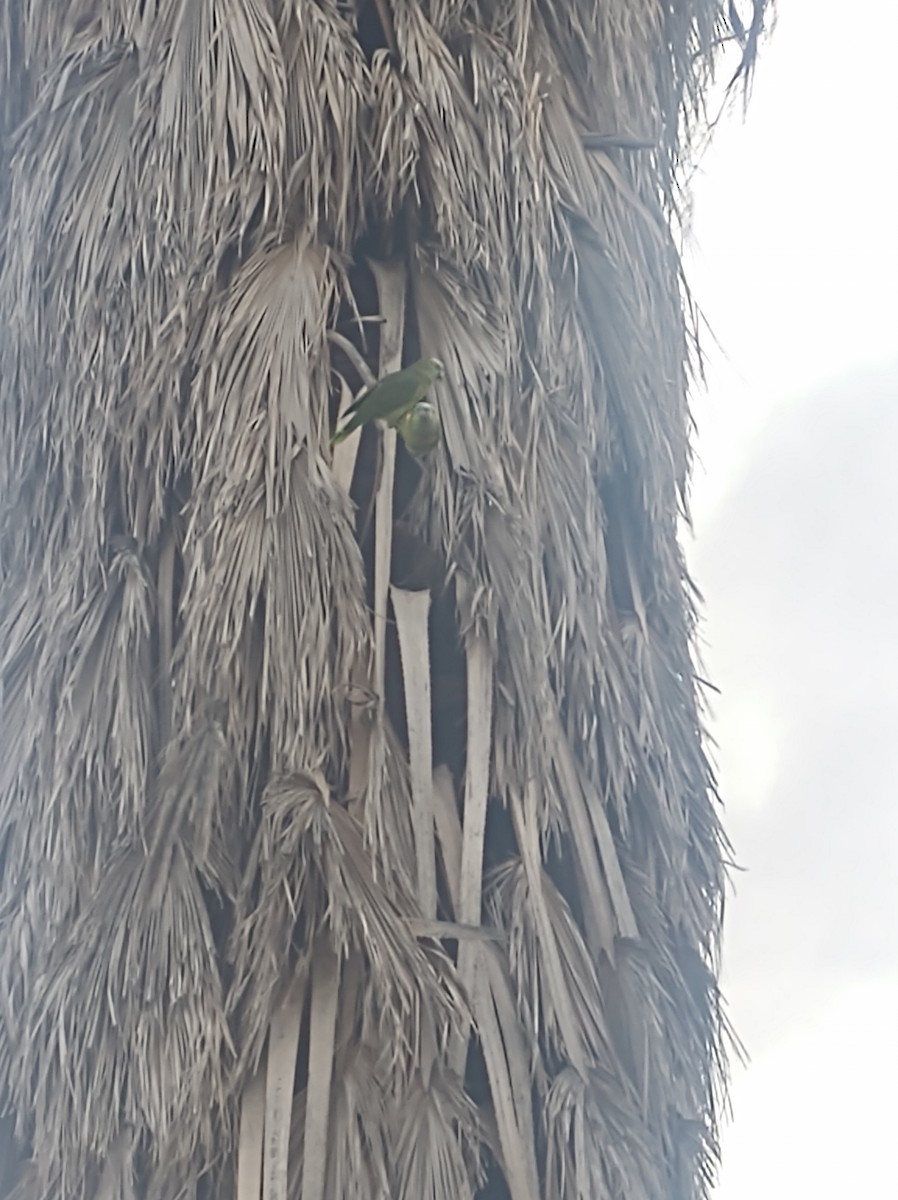 amazoňan modročelý - ML618788663