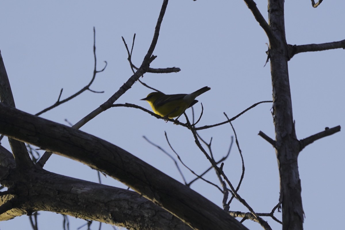 Blue-winged Warbler - ML618788664