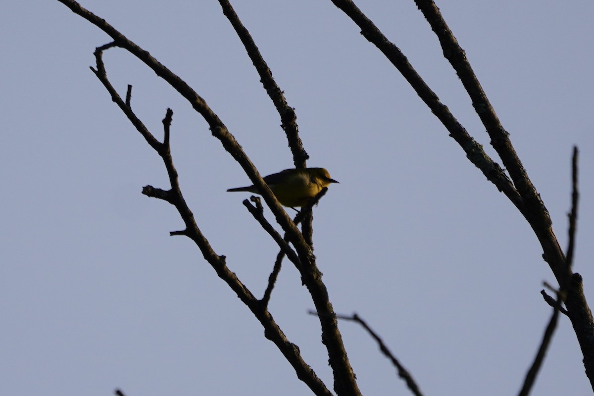 Blue-winged Warbler - ML618788665