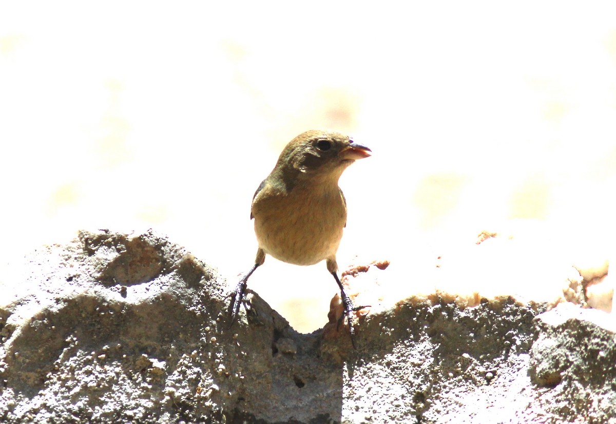 Indigo Bunting - ML618788676