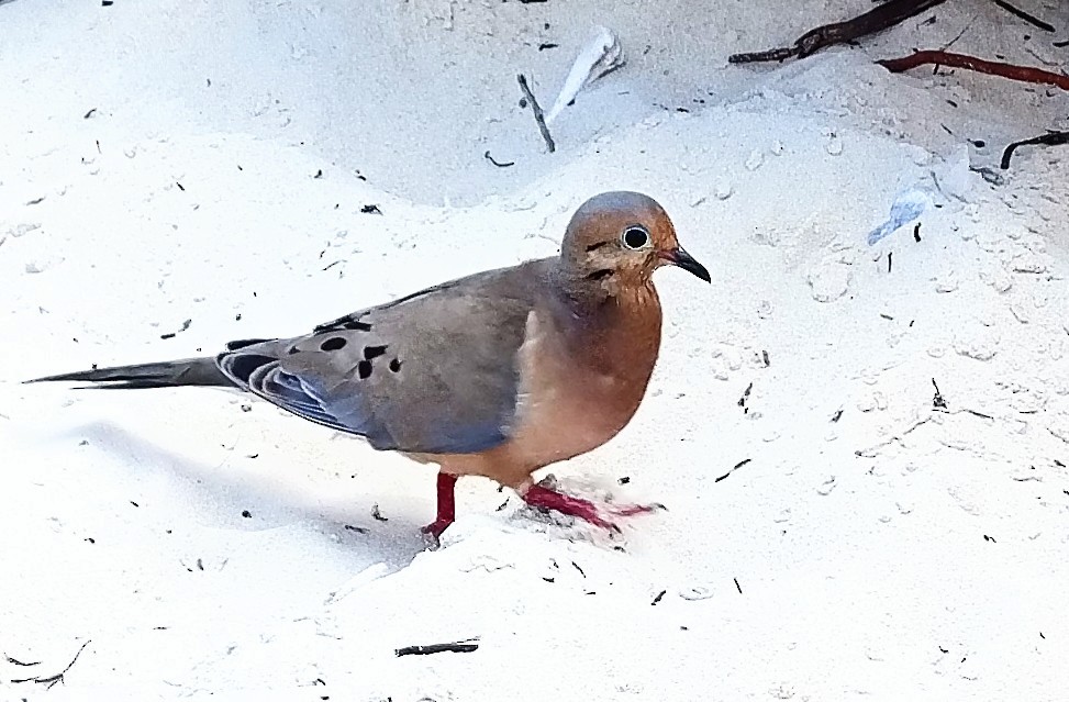 pigeon/dove sp. - ML618788690