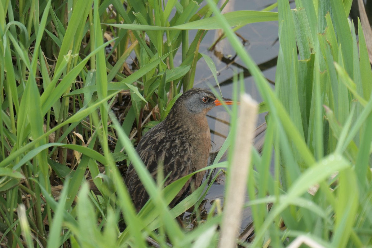 grynterikse - ML618788694