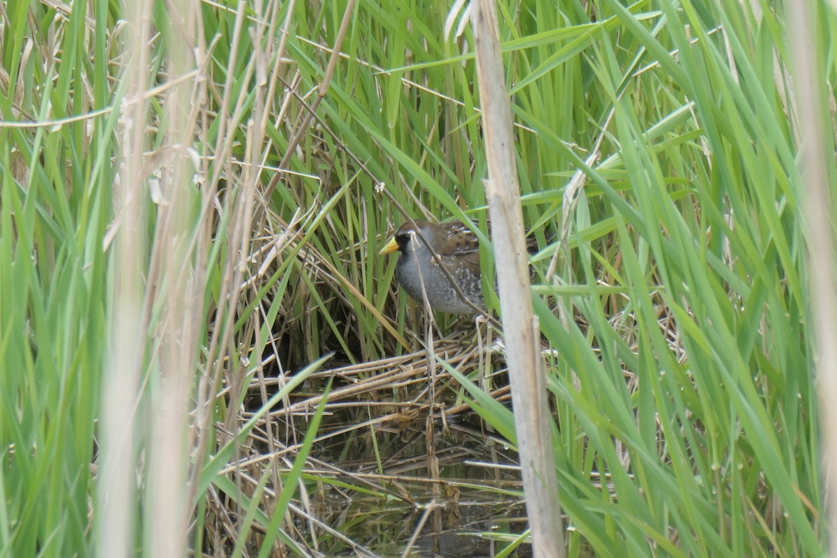 maskerikse - ML618788695