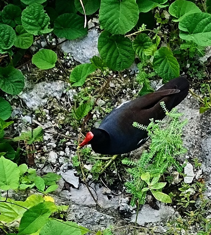 Common Gallinule - ML618788705