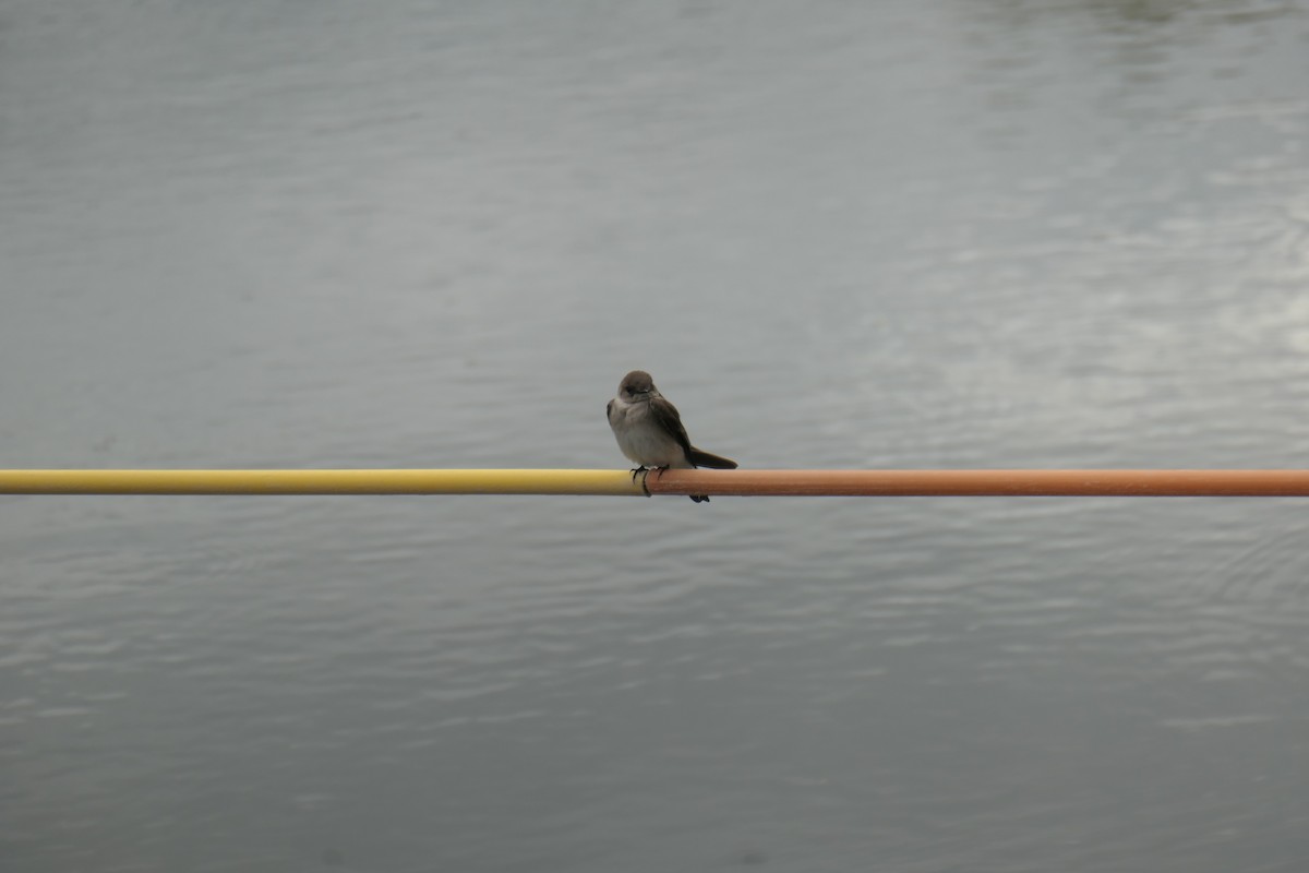 nordtaggsvale - ML618788706