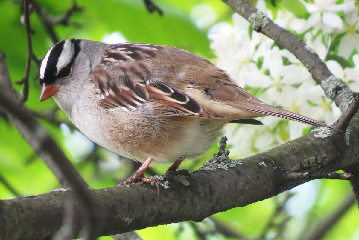 White-crowned Sparrow - shelley seidman