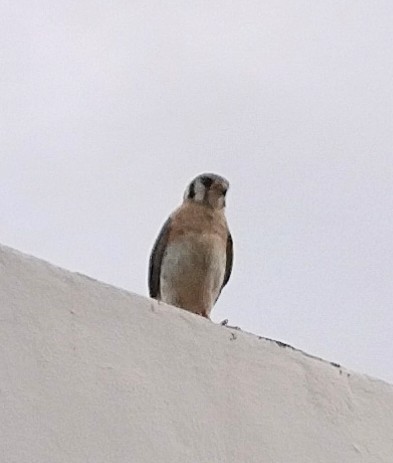 small falcon sp. - ML618788711