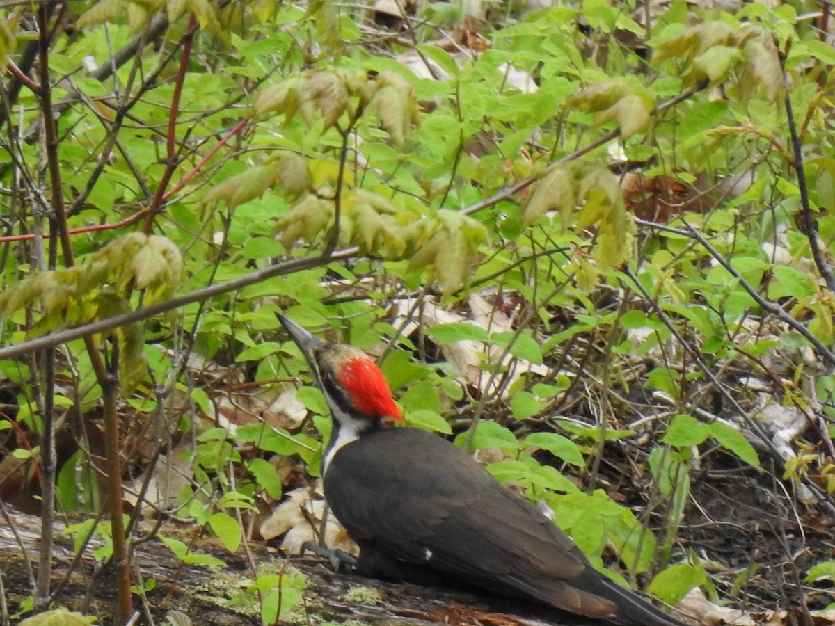 Pileated Woodpecker - ML618788713