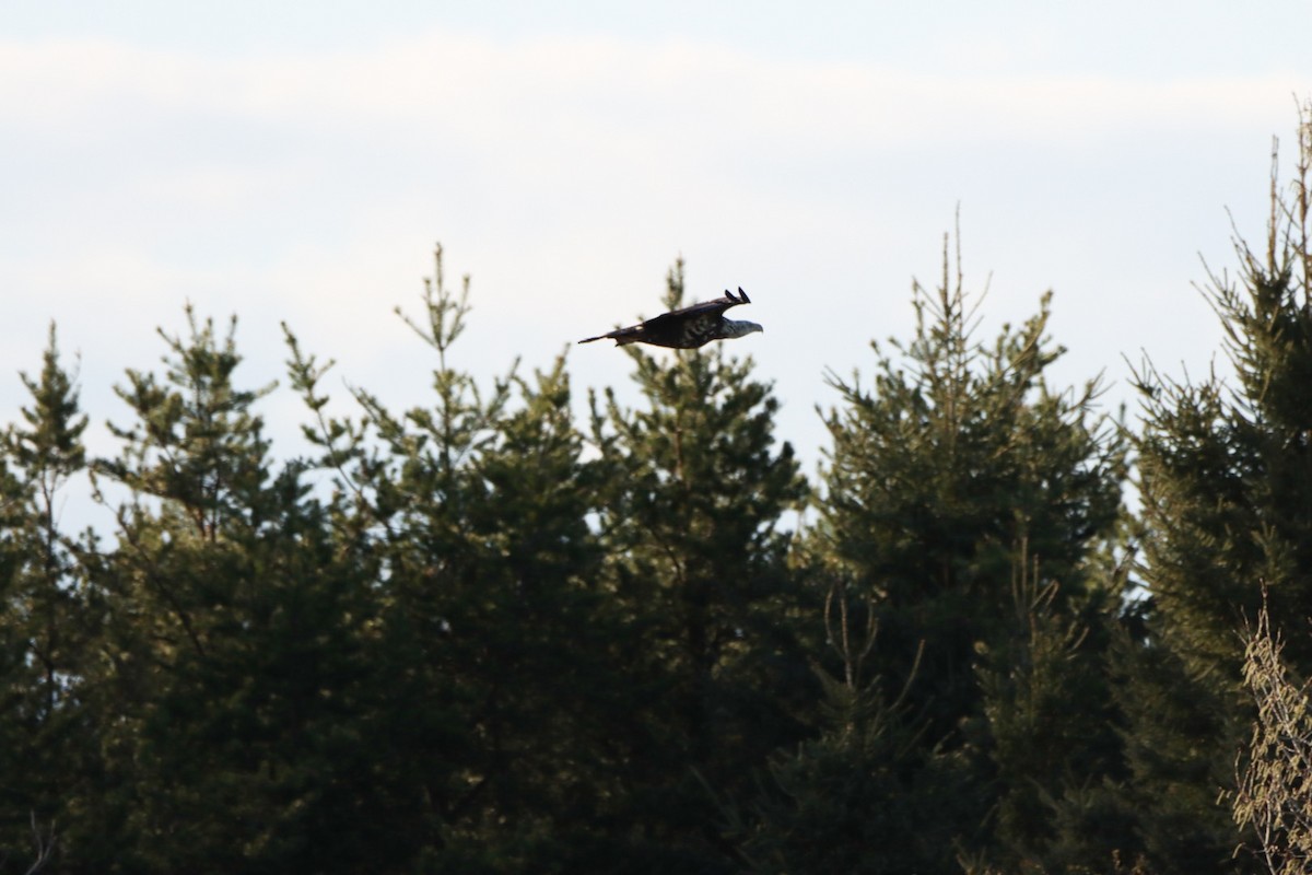 Bald Eagle - Lorraine Couture