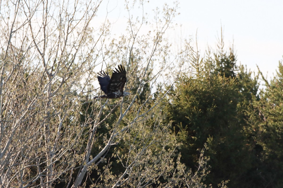 Bald Eagle - Lorraine Couture