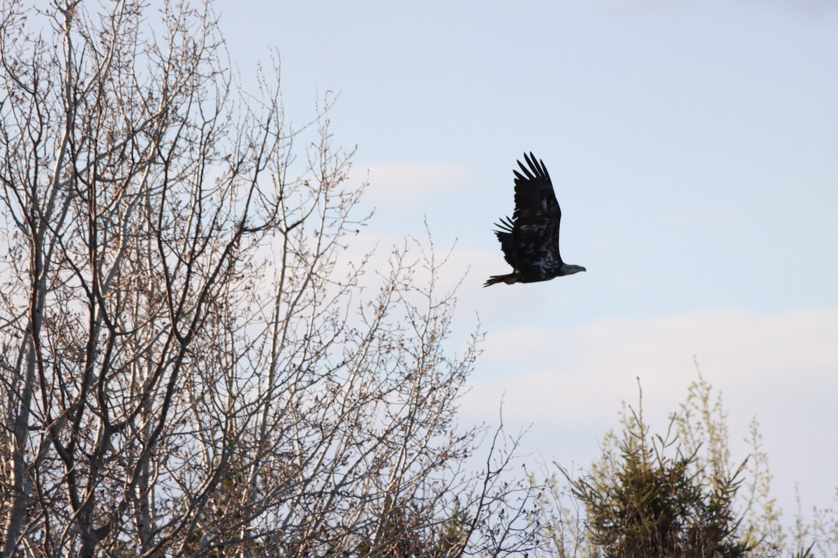 Bald Eagle - Lorraine Couture