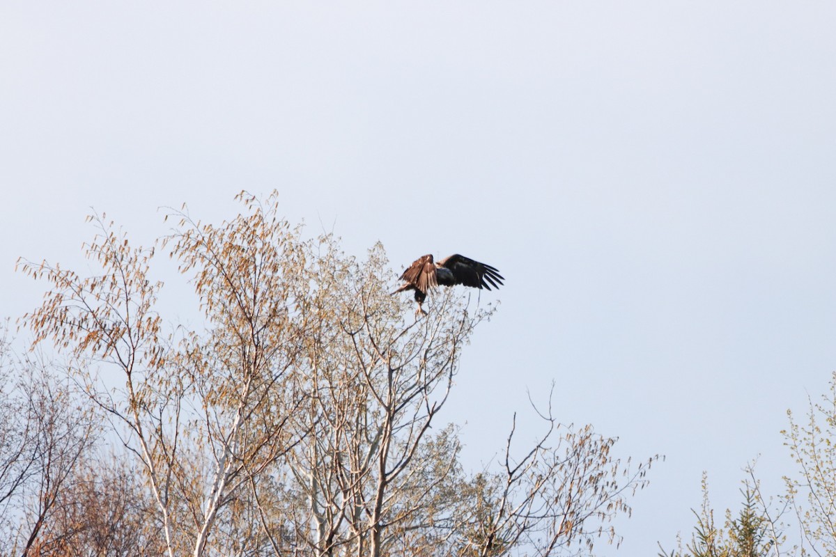 Bald Eagle - Lorraine Couture