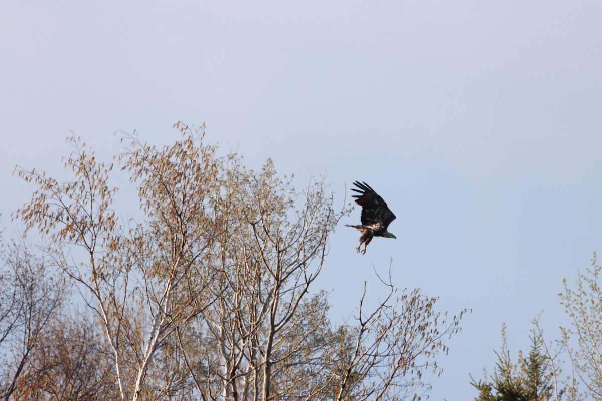 Bald Eagle - Lorraine Couture