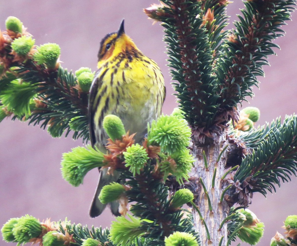 Cape May Warbler - ML618788730