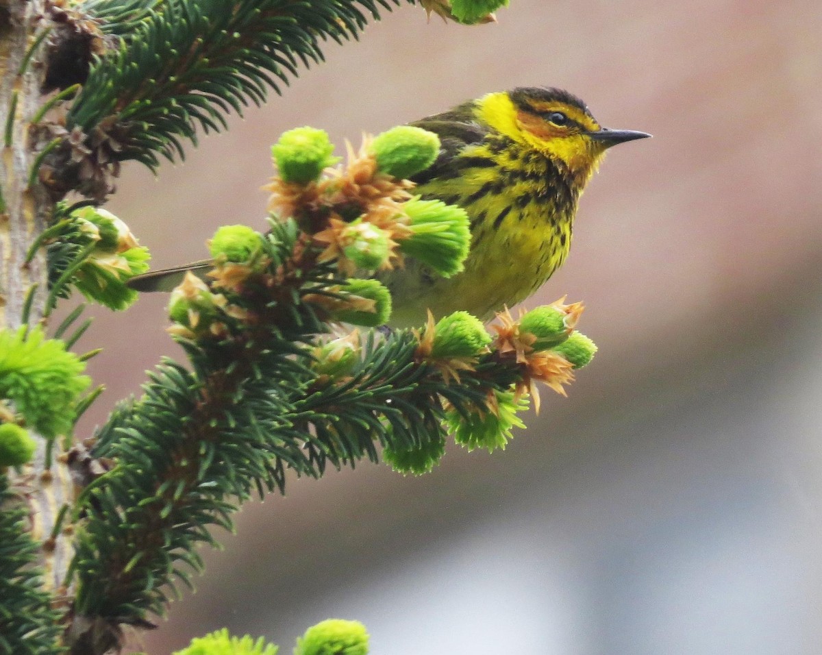 Cape May Warbler - ML618788731