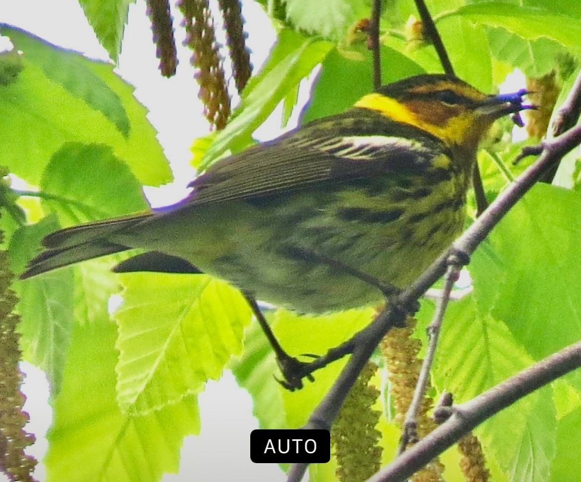 Cape May Warbler - ML618788732